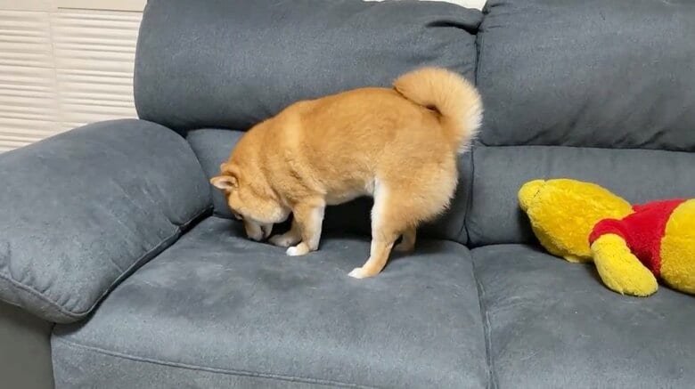 提供：うにandおからさん