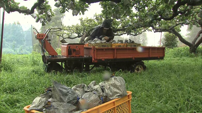 落下した梨の回収作業に追われた