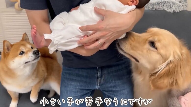 提供：豆柴うに&ゴールデンレトリバーおからさん