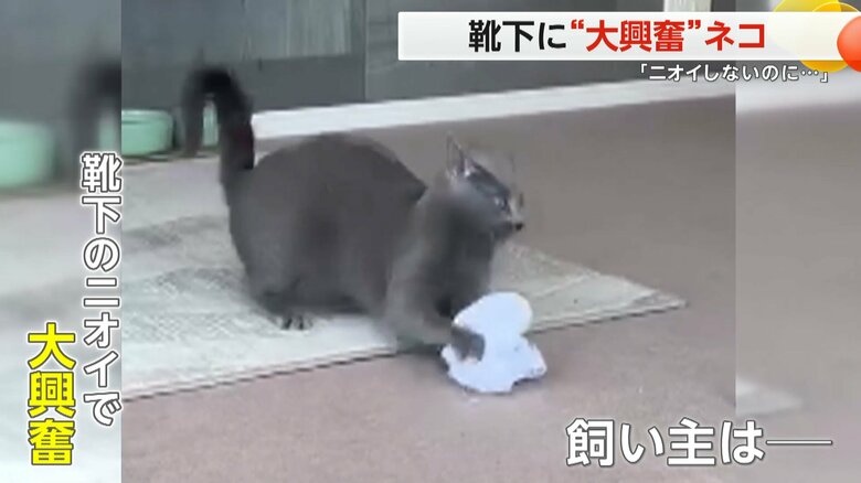 飼い主の脱ぎたての靴下を大事そうに抱えているベルちゃん