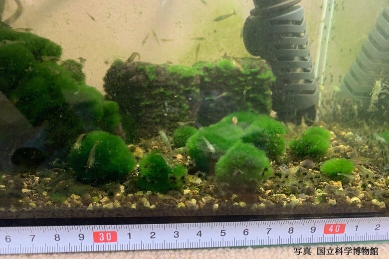 写真：国立科学博物館