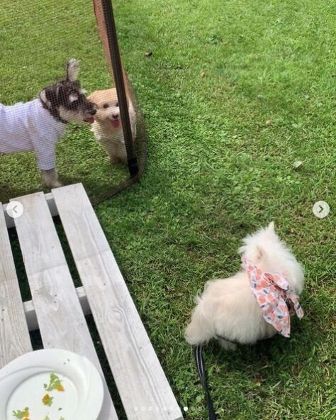 提供：かわいーぬさん