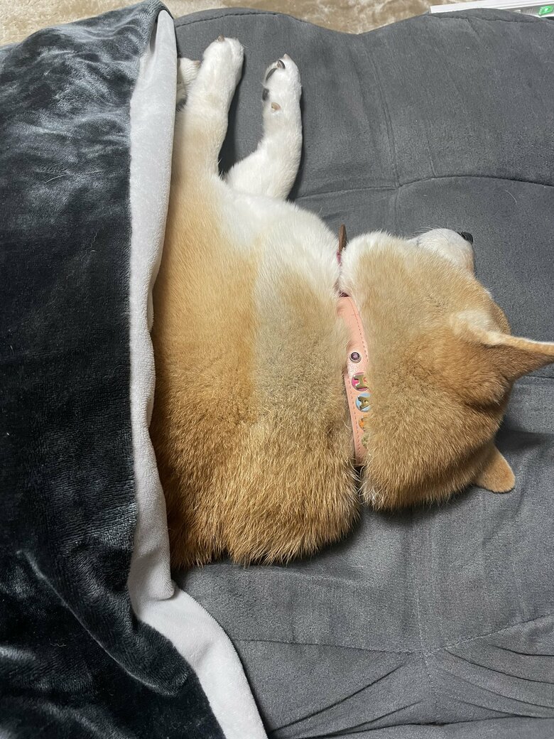 画像提供：柴犬ハナさん