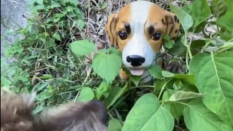 確かに“美少女犬”。左下に見えるのは兄犬くん