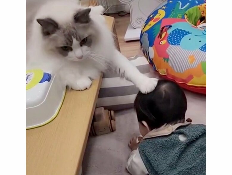 提供：ロイ(Roy)くん@ラグドールさん