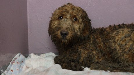 保護された犬は真っ黒に汚れていた