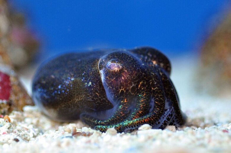 ミミイカ　（画像提供：サンシャイン水族館）