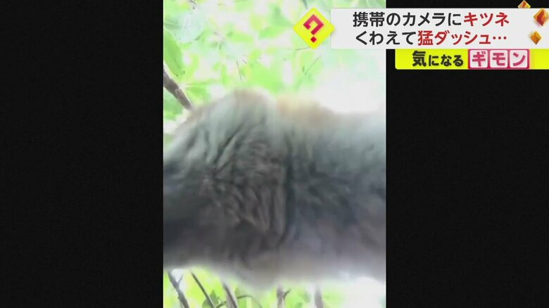 あるキツネを撮影する目的で置いた携帯電話を別のキツネがくわえてダッシュする一部始終