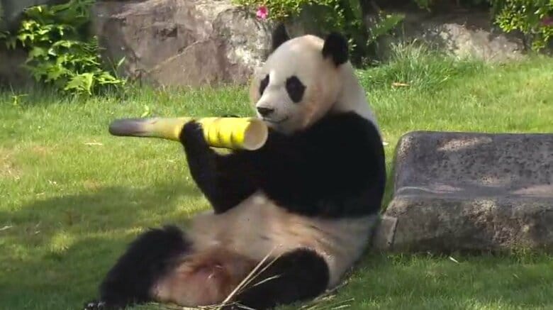 ムシャムシャ「楓浜」