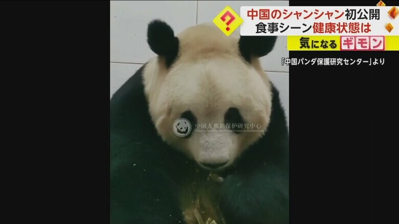 タケノコをかじっているシャンシャン