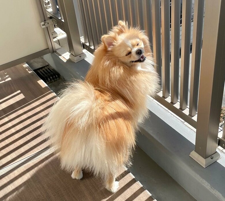 ベランダ気持ちいいねぇ