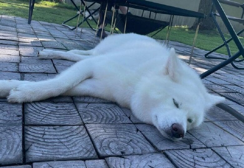 普段からよく寝るのだそう