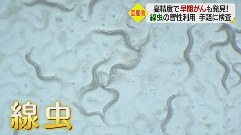 検査の秘密は「線虫」の鼻？