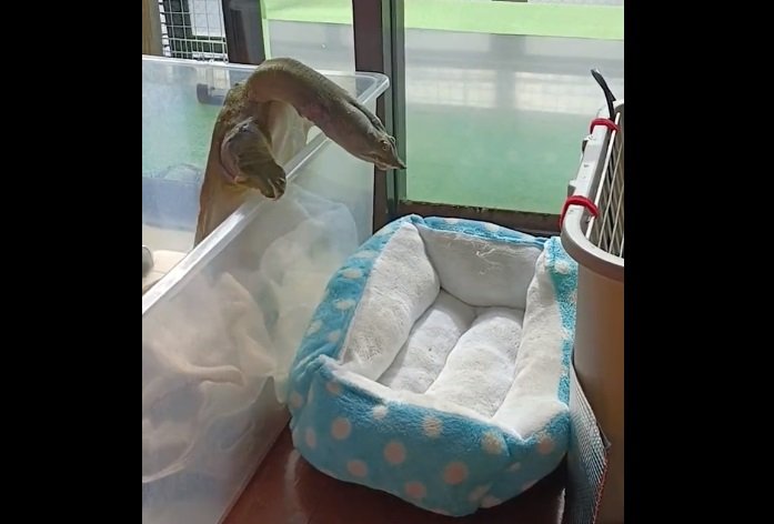 部屋の中が大好きなさんちゃん。日光浴中も部屋が恋しそう？