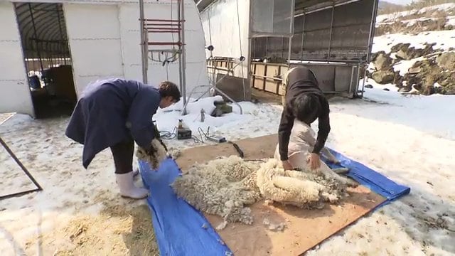 これまでは廃棄されてきた羊毛