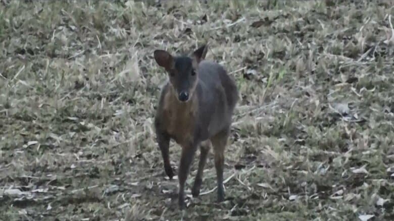 取材班の方を見ながら前足を上げ…
