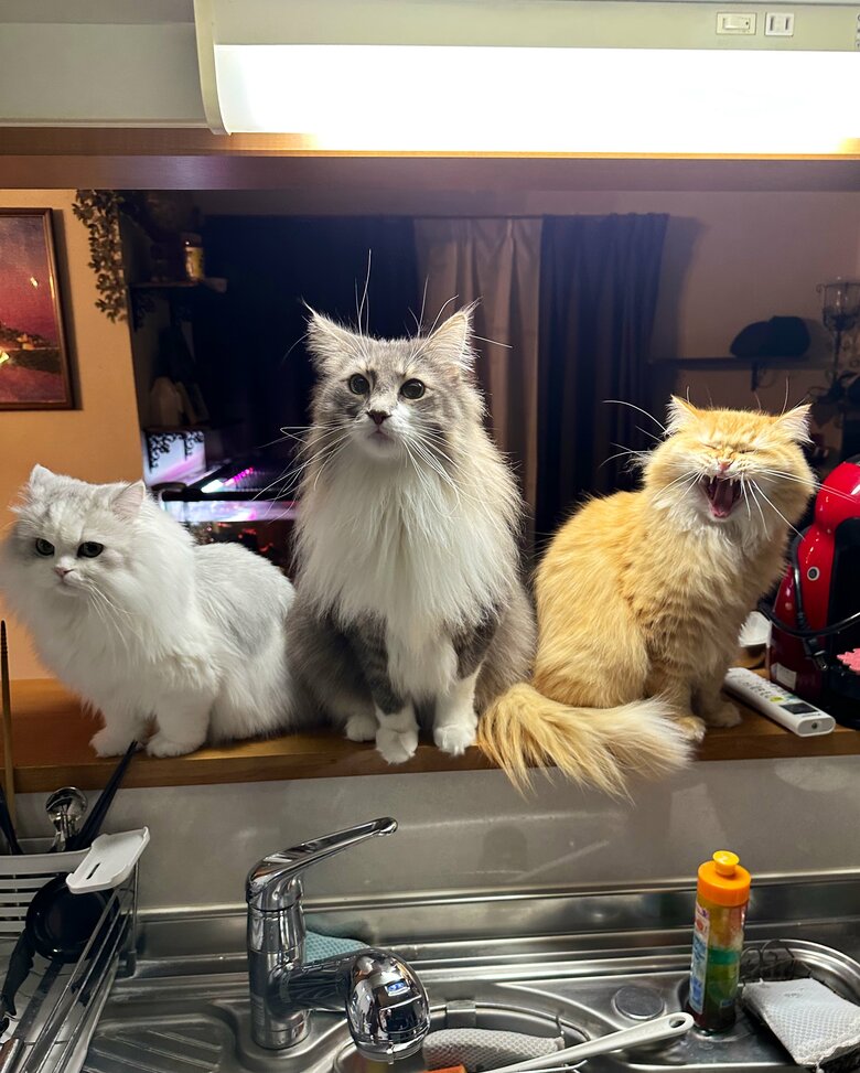 提供：ネコランドさん