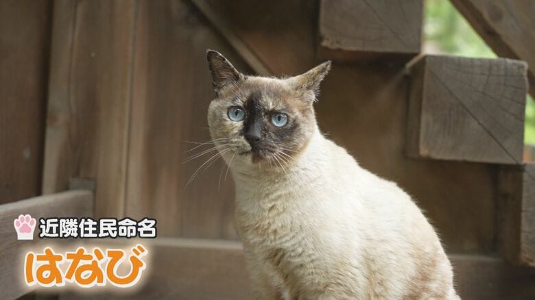 普段は暗闇に潜んでいるという…「はなび」