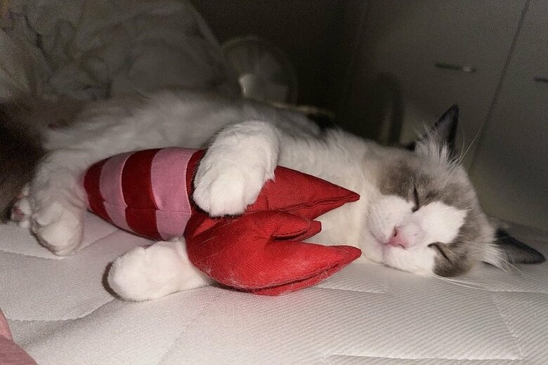 抱き枕のように抱きしめながら…