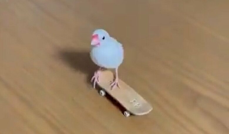 サイズぴったりのスケートボードにのる白い文鳥の姿