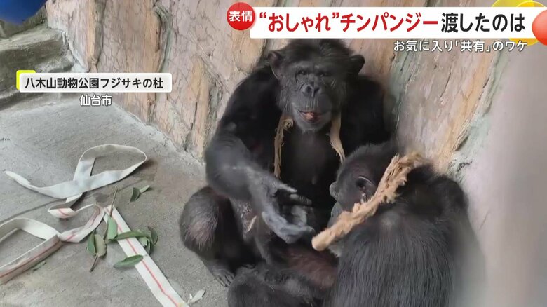 飾りを巻いてあげるチンパンジーと、ちょっと嫌がるチンパンジー