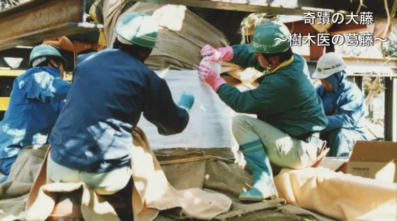 ギプスをつけての移植作業