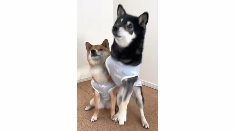 バックハグに失敗したときの様子　勢いよく空振りして前に…