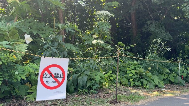 指摘を受け北海道大学は該当箇所を立ち入り禁止にし、植物を刈り取った
