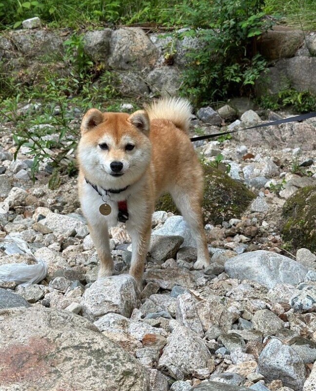 提供：豆柴ちくわ&がんもさん