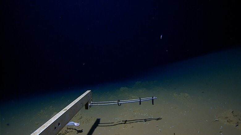 スネイルフィッシュ　(C)Caladan Oceanic/Inkfish