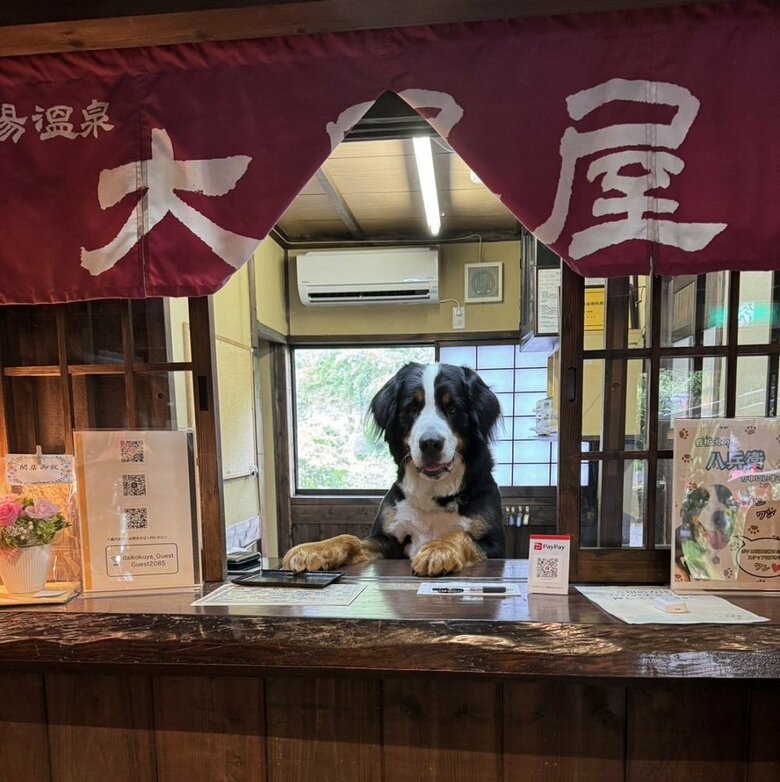 看板犬の八兵衛くん