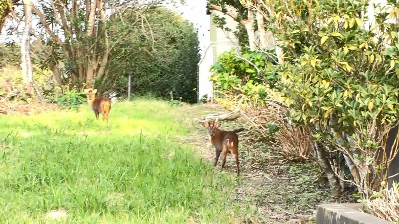 千葉県いすみ市の住宅街にも