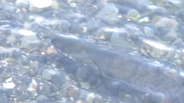 今年も津軽石川に帰ってきたサケ