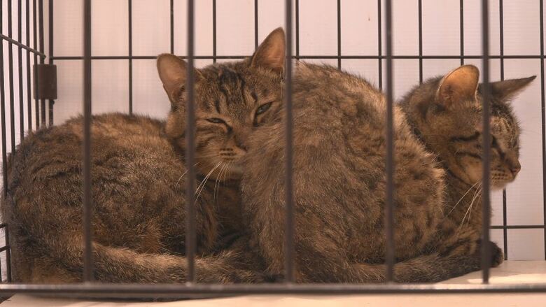 保護されたネコ　長野市動物愛護センター