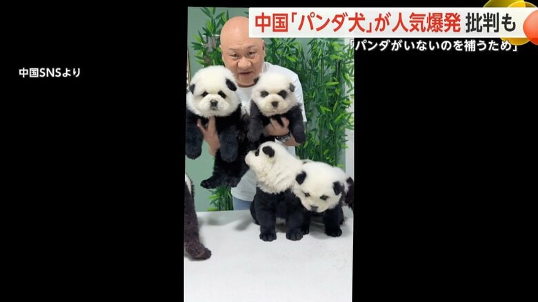 “パンダ犬”販売業者