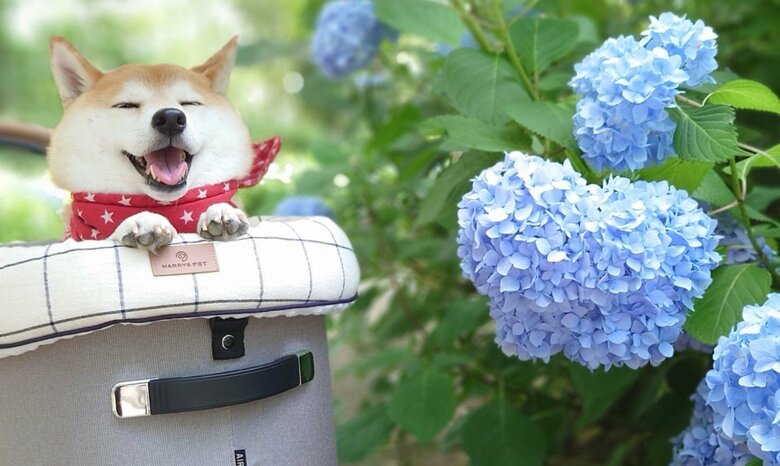 提供：柴犬チャーミーさん