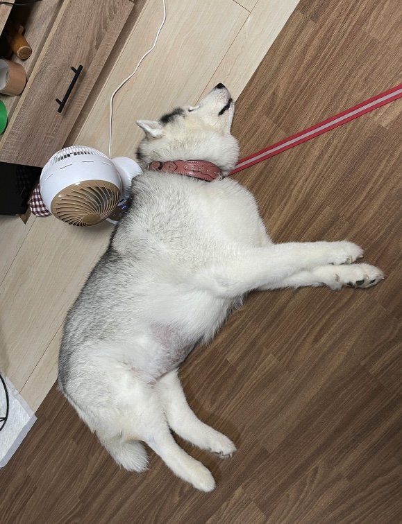 リードの限界まで移動してサーキュレーターの前で寝るシルビアちゃん（提供：ハマジさん）