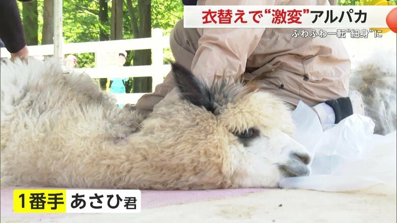 1番手は「あさひ君」