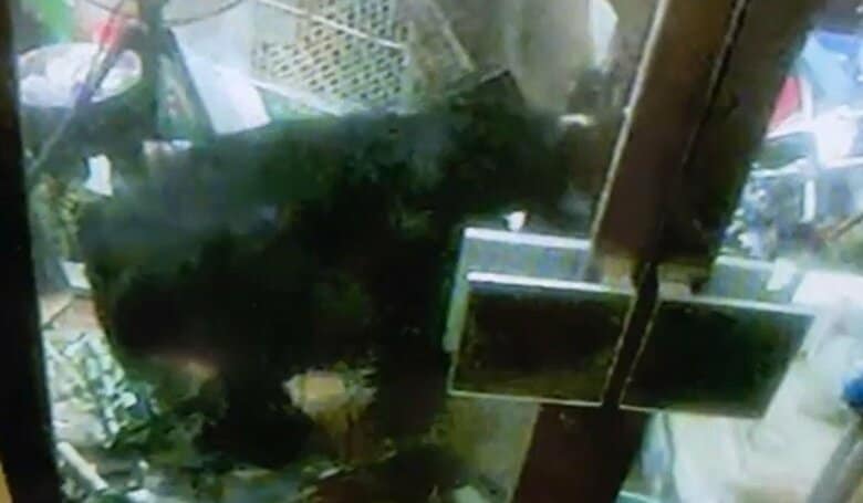 加美町の民家に侵入し 七面鳥などを襲ったクマ