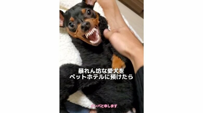 暴れん坊だというタンバくん