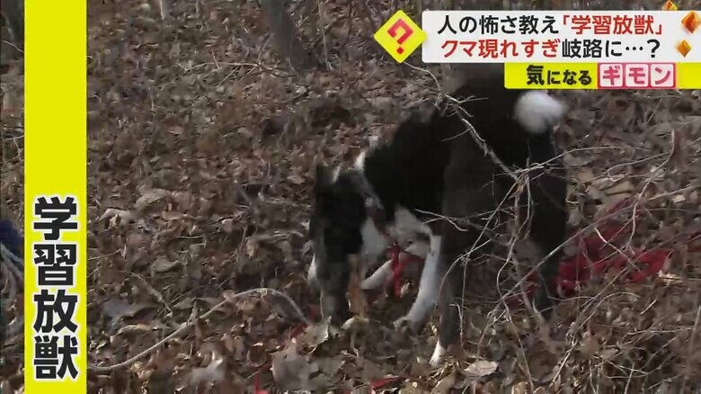 捕獲したクマに人間の怖さなどを覚えさせてから、山へ返す学習放獣