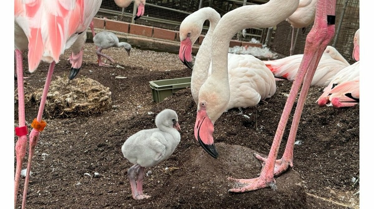 フラミンゴが子育て奮闘中！成鳥はピンク色なのになぜヒナは“灰色