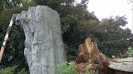 神社で“樹齢800年”の大木が倒木…倒木の原因分からず　けが人なし　茨城・古河市