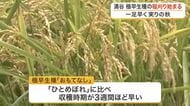 「過去１番か２番の品質」涌谷町で極早生種「おもてなし」の稲刈り　長雨乗り越え去年の倍の収量へ〈宮城〉