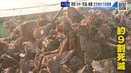 「生きた心地がしない」　深刻！被害は9割にも　広県内で広がる「カキの死滅」　苦境に立ち向かう生産者