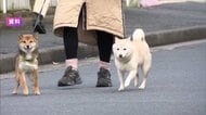ペットの健康診断「定期的に受けていない」6割　4割は一度も受けず　理由は「元気そうだから」　受診した2割超で病気見つかる