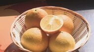 「紅まどんな」11月15日販売開始 品質「例年通りの仕上がり」砥部で生産者が出荷基準確認【愛媛】