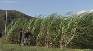 出雲で栽培「サトウキビ」　江戸時代の記録をきっかけに“ここだけ”の新たな特産を目指す【島根発】