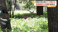 京都御苑にシカ出没　周囲の緊張をよそにのんびり食事も　捕獲用の網で追い込むも飛び越えて逃走　京都市・上京区