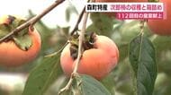 112回目の皇室献上　森町で特産・次郎柿の収穫と箱詰め　明治天皇がお気に召されたことをきっかけに